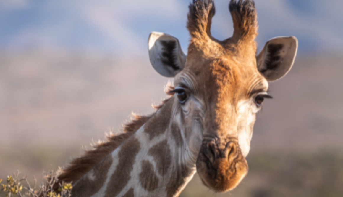 Safari