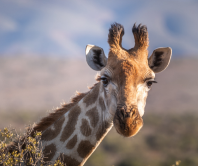Safari